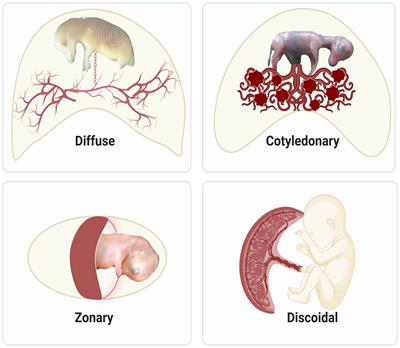 Placenta: an old organ with new functions